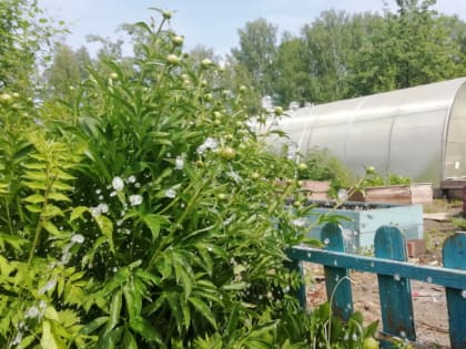 Какую главную ошибку совершают пожилые гипертоники на даче, рассказала врач