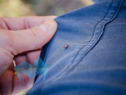 В Магнитогорске 42 человека пострадали от укусов клещей