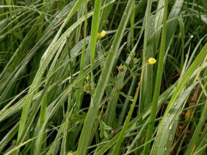 В Челябинской области – экстренное предупреждение из-за заморозков