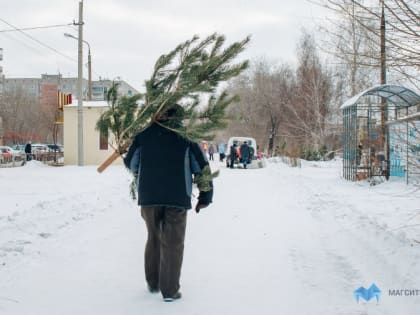 Магнитогорцам напоминают: выбрасывать ёлки в мусорные контейнеры нельзя