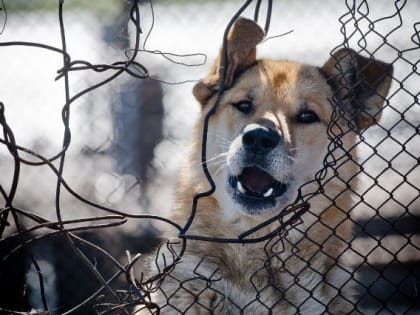 Покусавший южноуральца бешеный волк оказался собакой