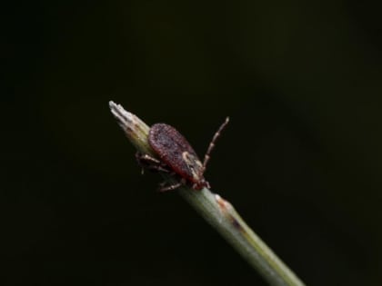 «Озноб и сильная головная боль»