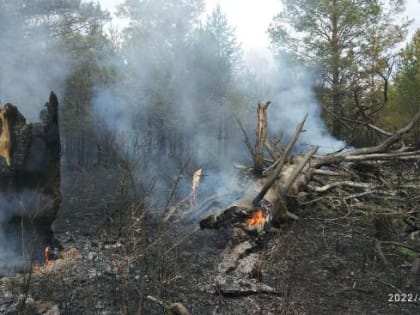 В национальном парке «Зигальга» огонь уничтожил 34 гектара леса
