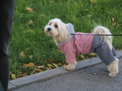 Проверки продолжаются