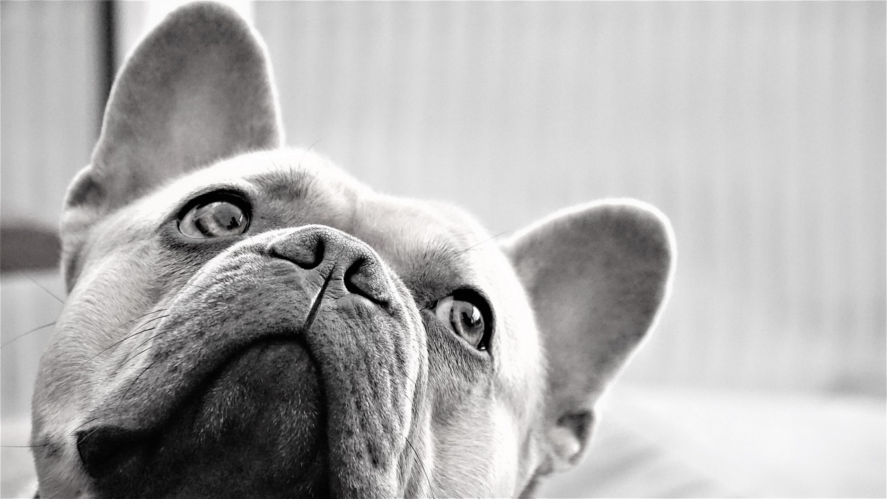 In Which Member of the Family Will the Pet Reside?