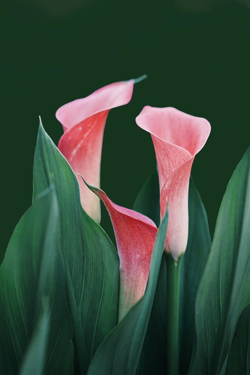 Personalized Sympathy Trees for Meaningful Tributes