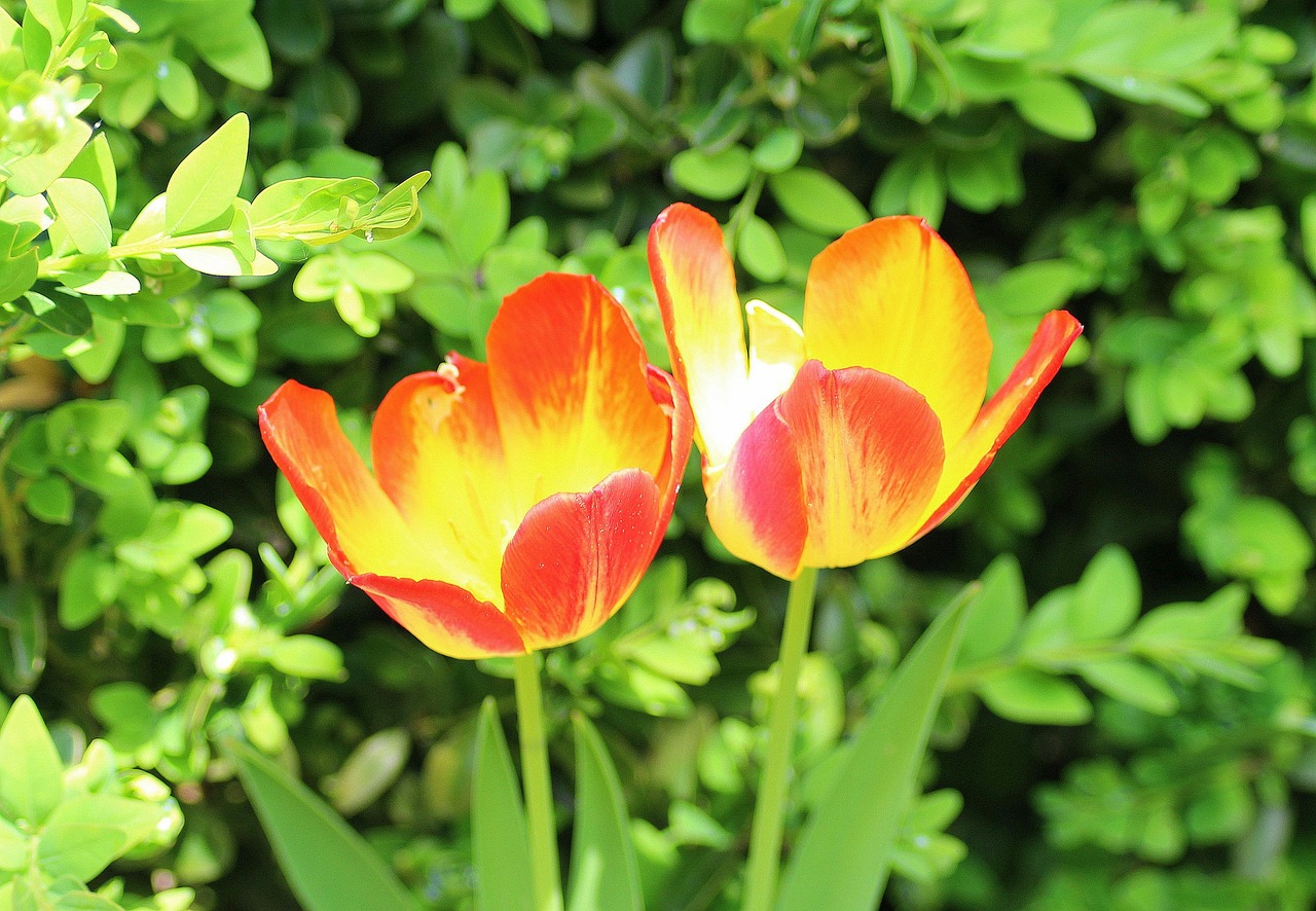 Perimenopause and Menopause Causes, Symptoms, and Treatment