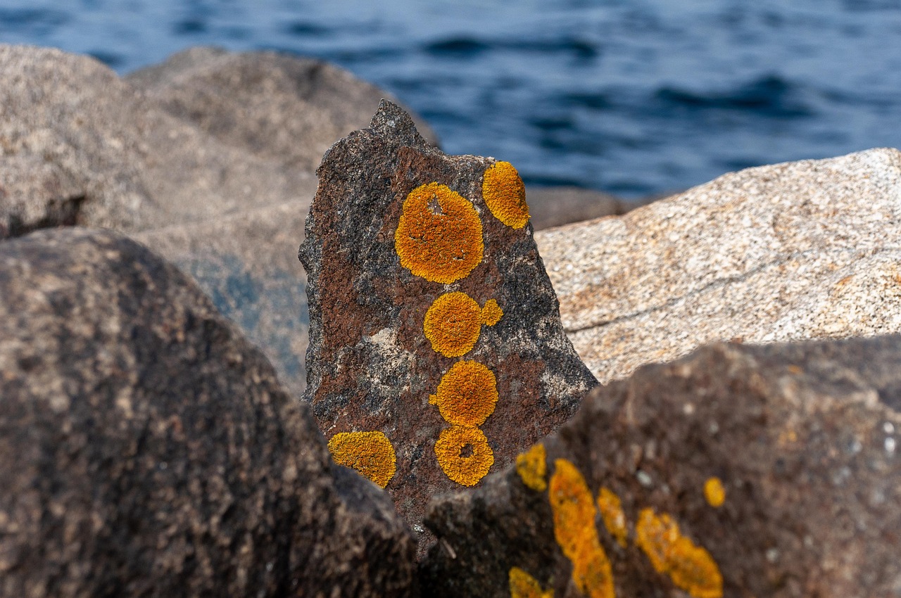 Combining Sea Moss with Smoothies for Optimal Health