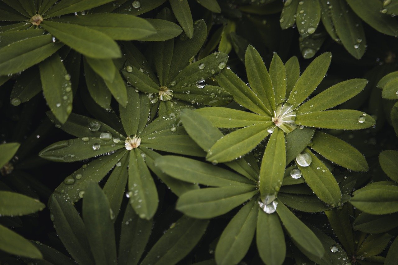 THE RISE IN HERBAL MARKETING: