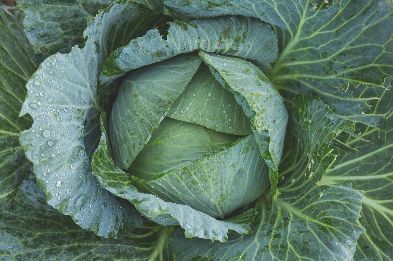 Best Vegetables to Grow in Utah