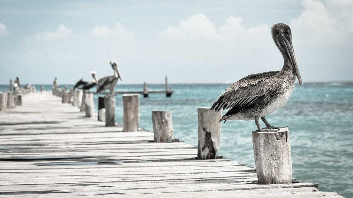 Florida Living: Comparing Pace, Bronson, and Clearwater Beach