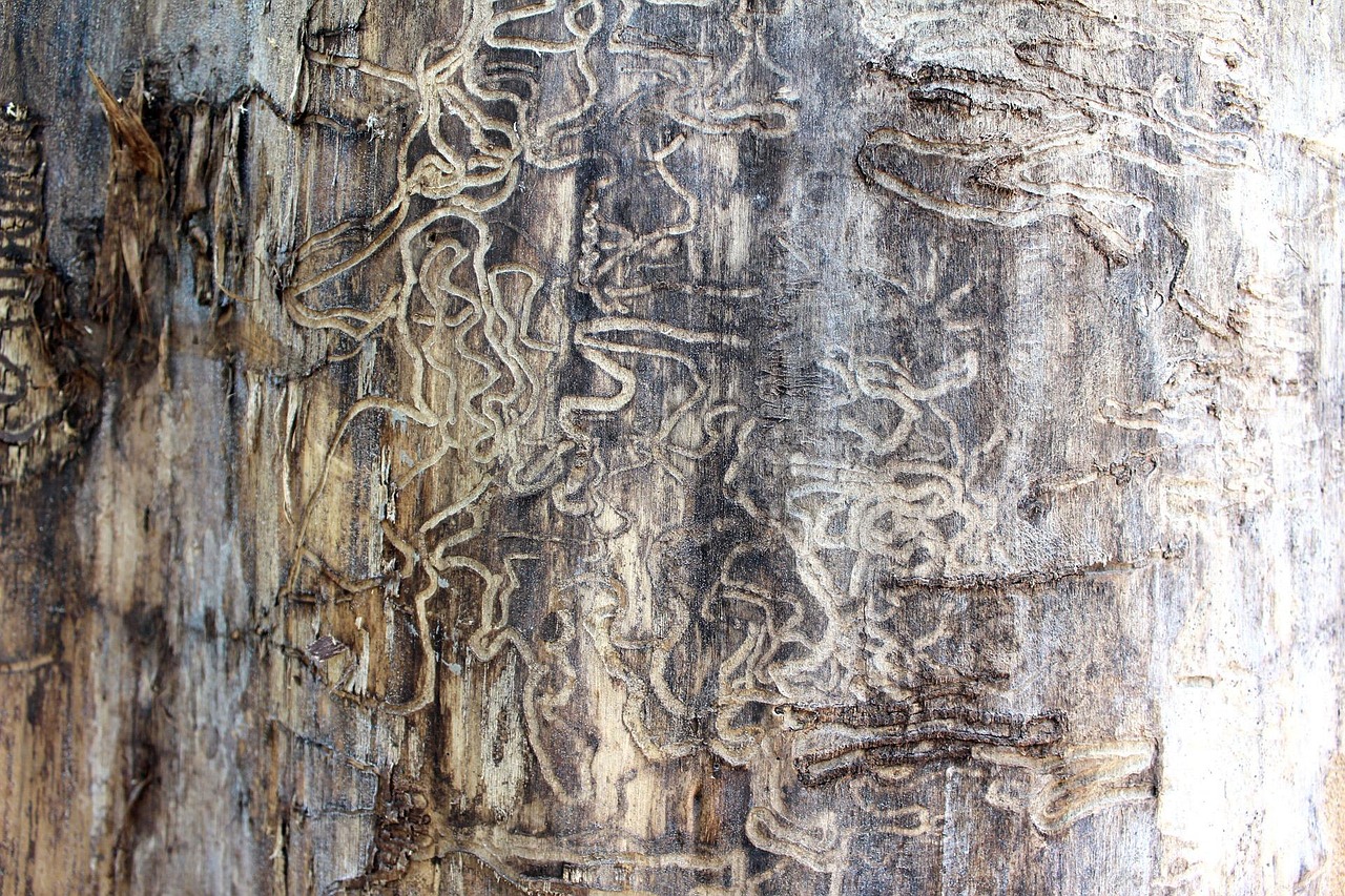 The Damage That Termites Can Cause