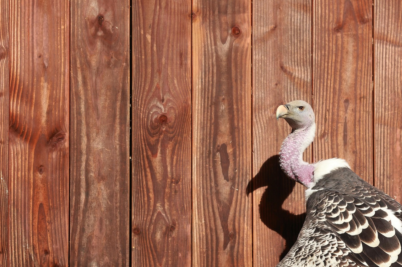 Bankruptcy Options for High-Income Earners
