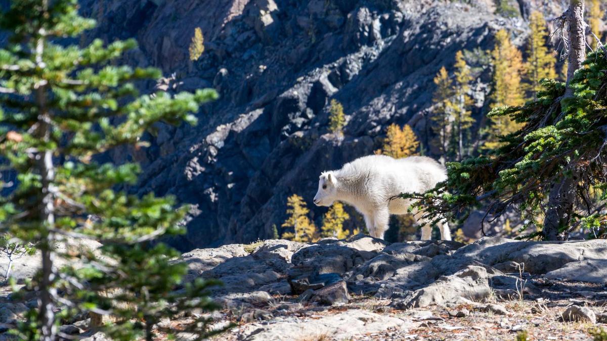Gadgets for Travel: Top Picks for Adventurers
