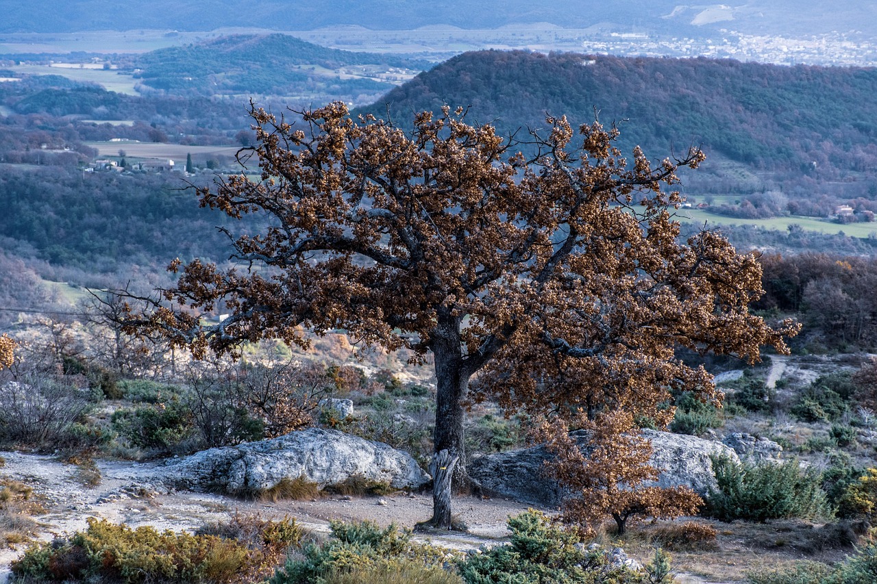 The Preservation of French Royal Engagement Rings: Technological Advances