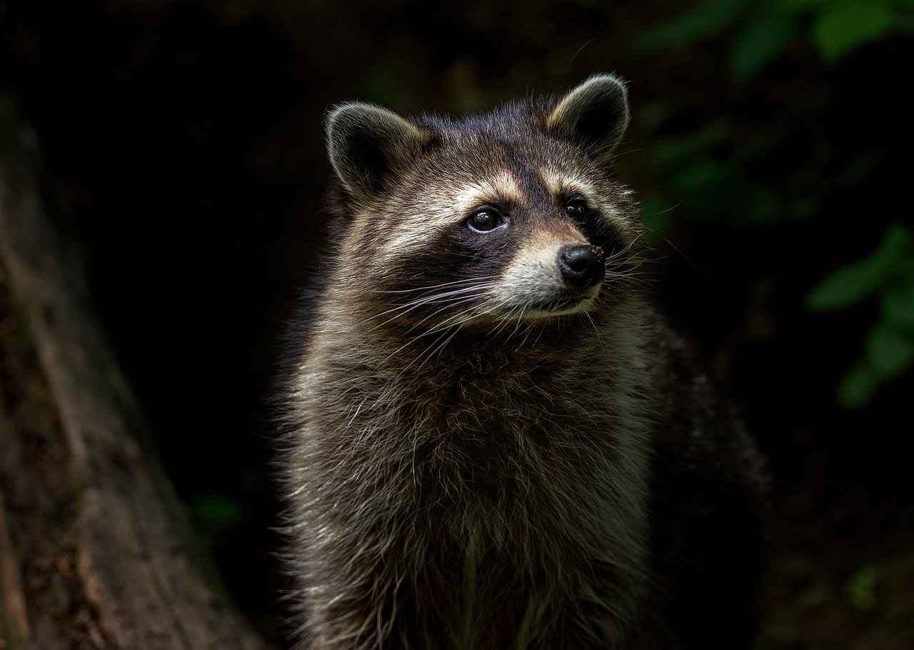 How to Keep Raccoons Away from the yard?