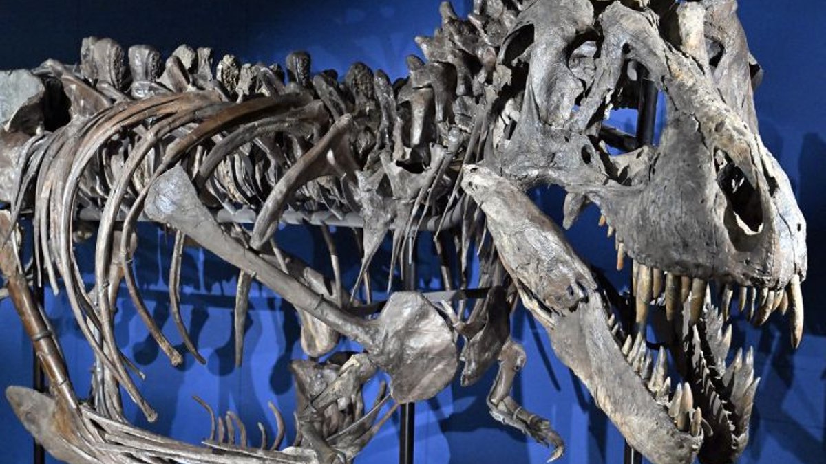 T. rex’s tiny arms mystery solved