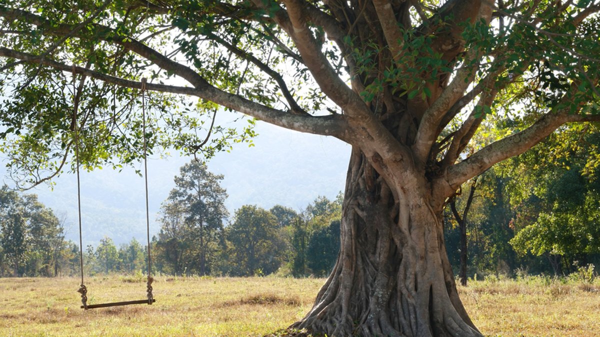 Top Tree Swings for This Summer - tree swings