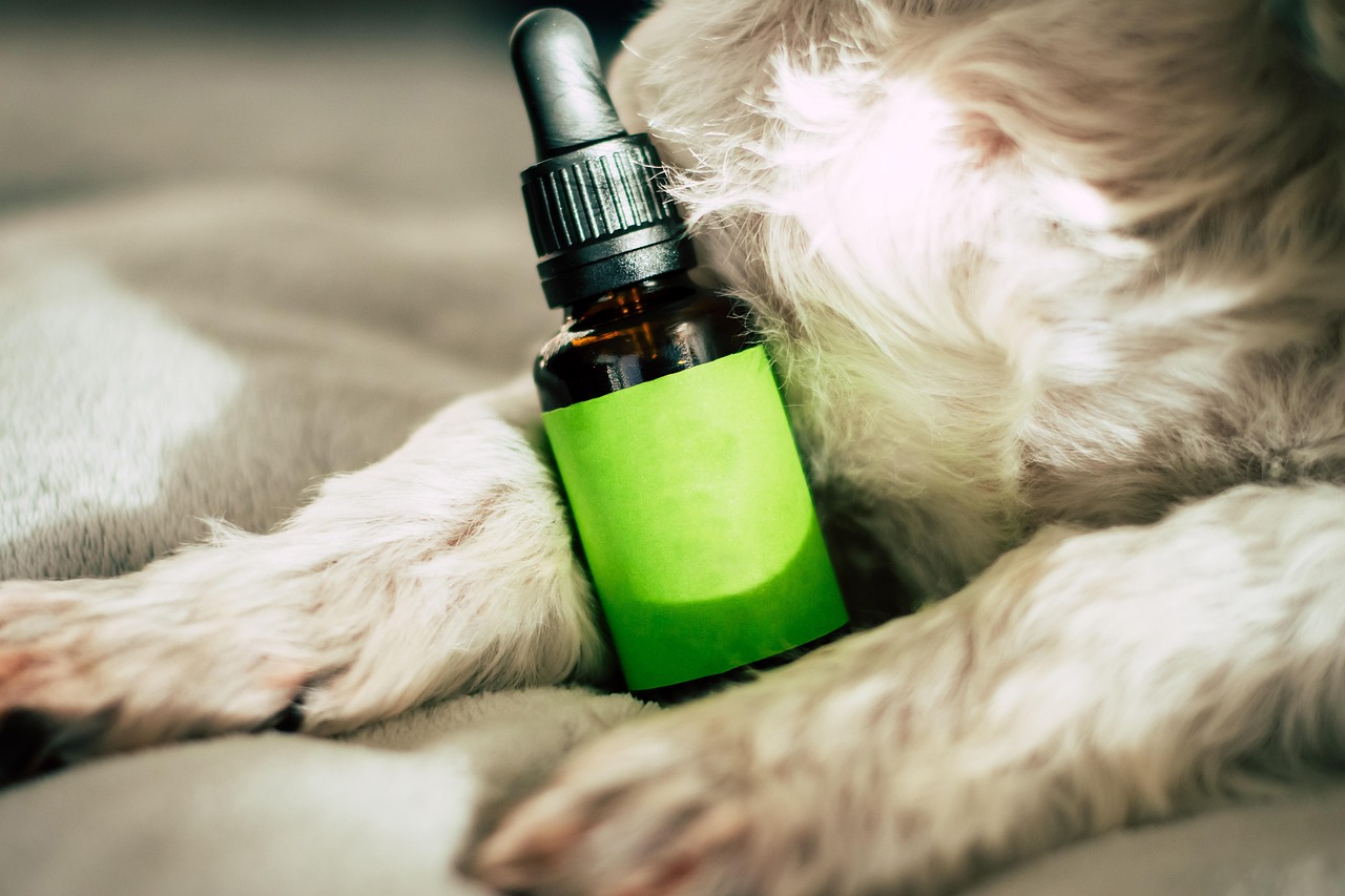 CBD Oil for Dogs in India: Natural Care for Your Pet’s Health