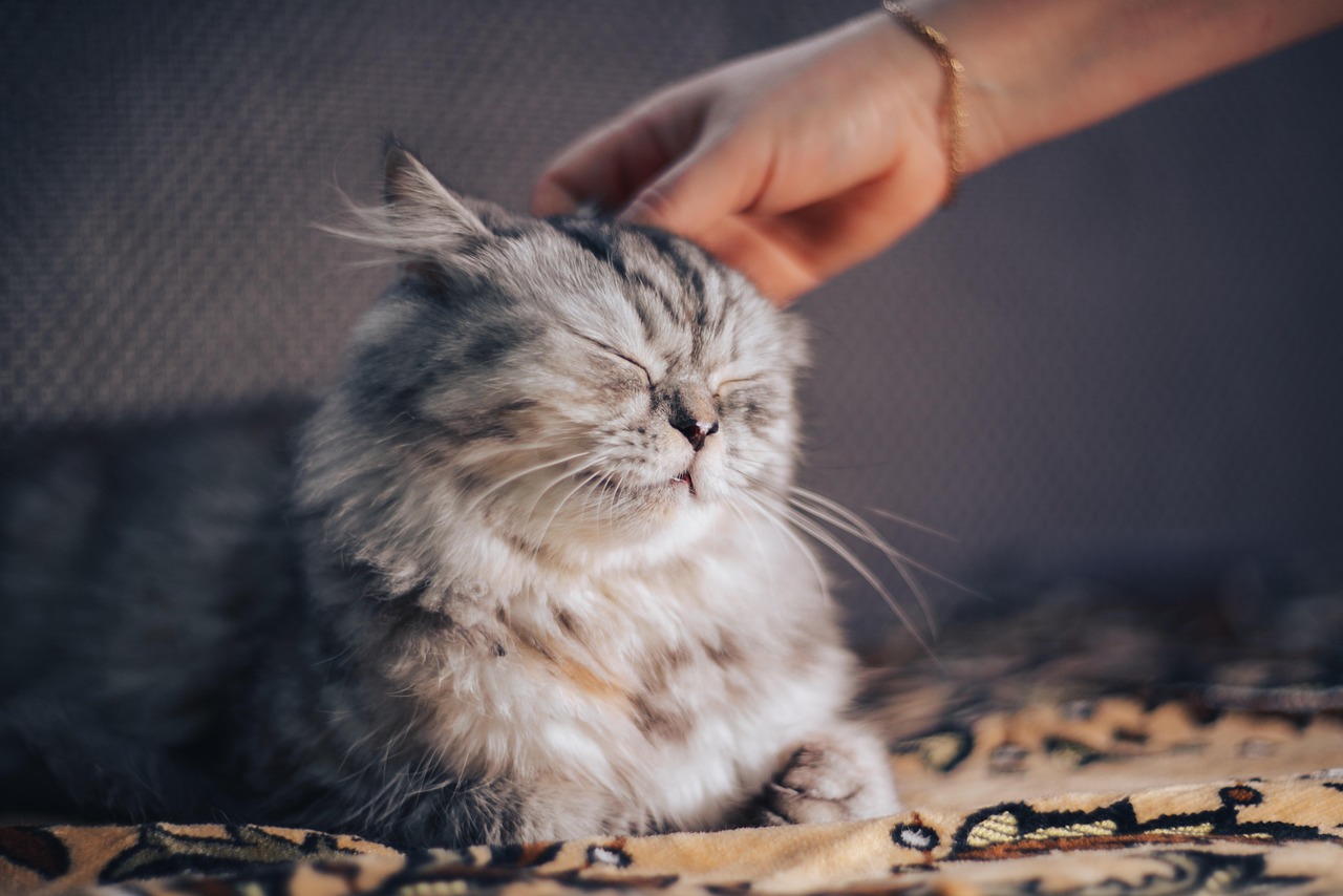 The Importance of Pet Rescues in Our Society