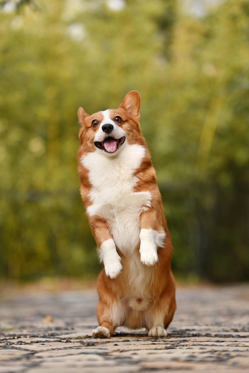 Finding the Right Breed for Your Home Size