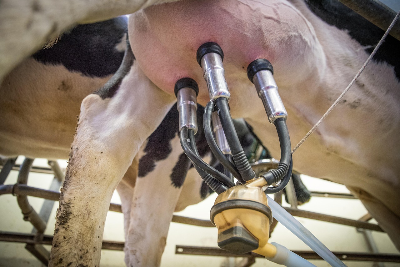 Robotic Milking – What Is It?
