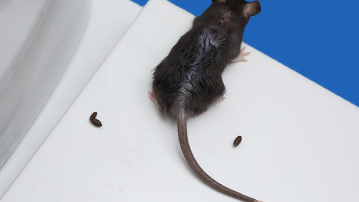 Danger in Cleaning Up Mouse Droppings - mouse droppings