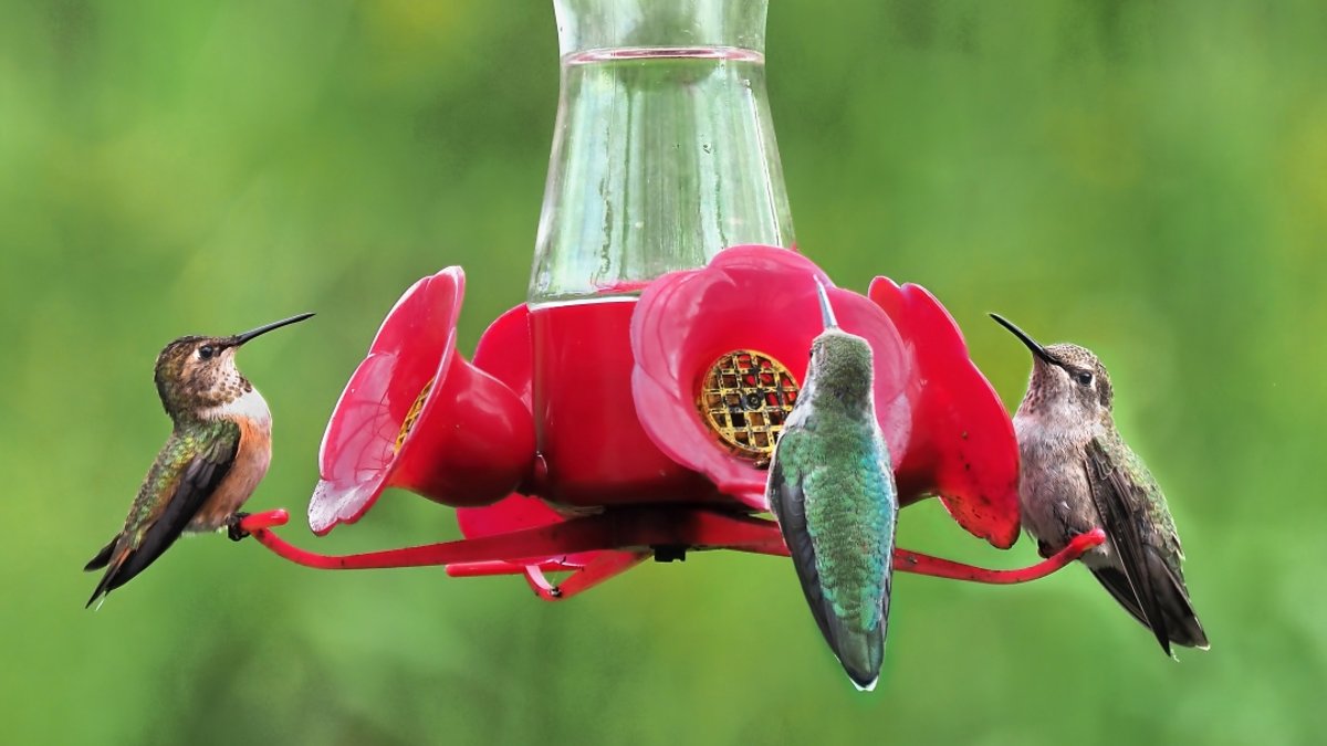 Unexpected reasons may explain hummingbird absence - hummingbird absence