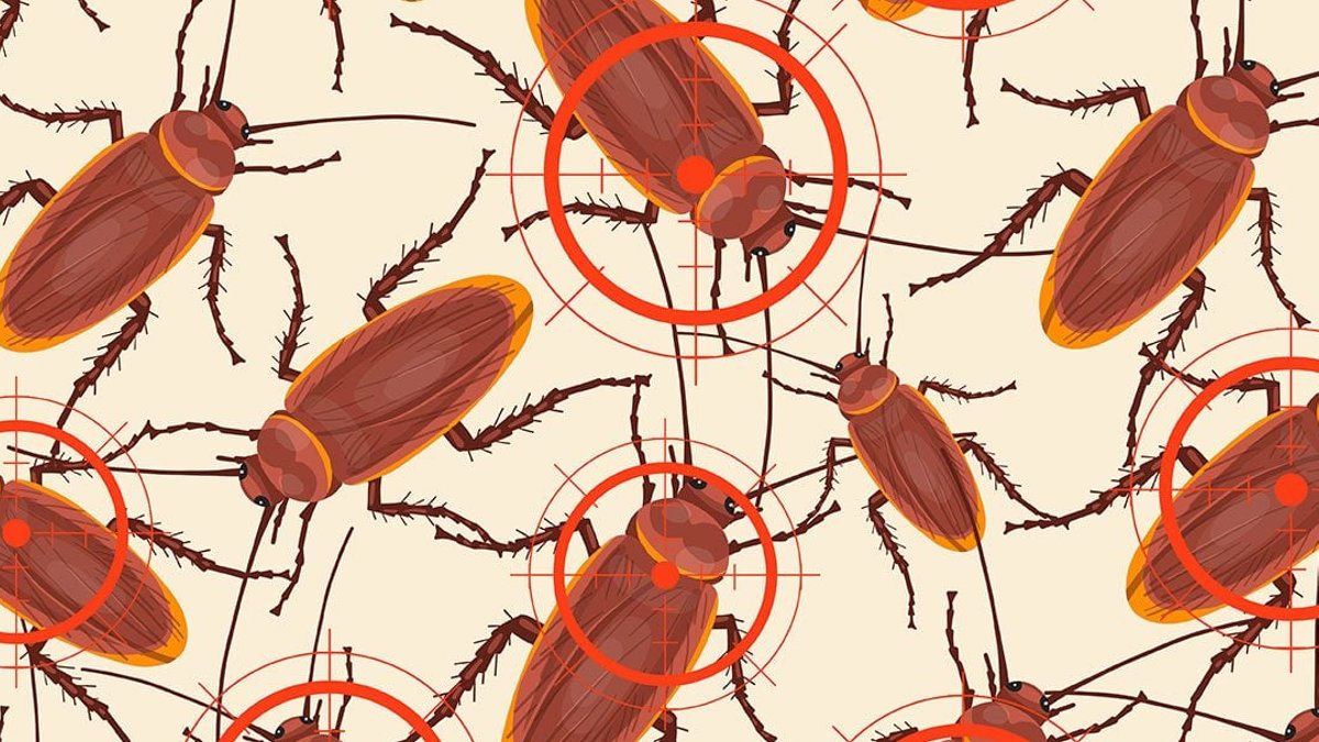 Cockroaches seized at Australian border - cockroaches seized