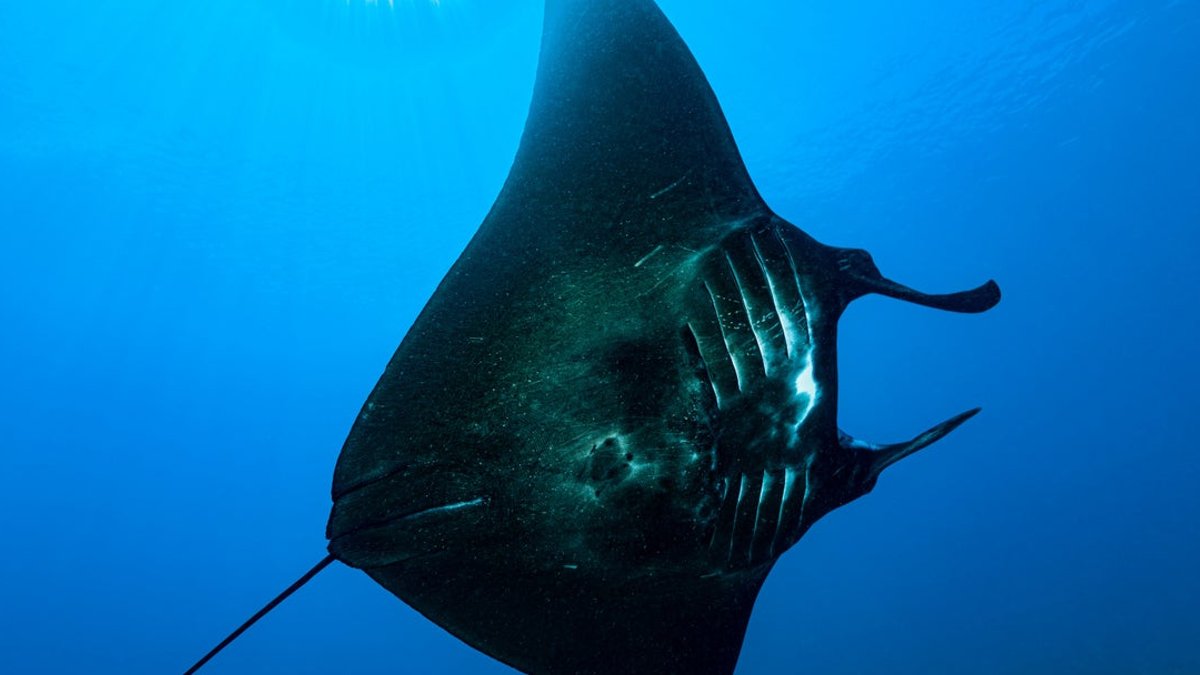 Watch sharks use manta rays to scratch itches Watch sharks use manta rays to scratch itches - sharks manta rays
