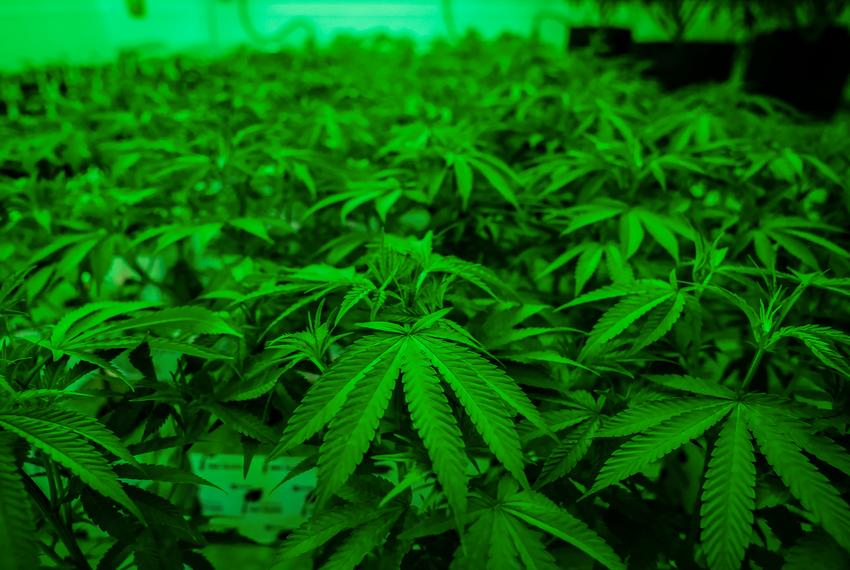 Medical Marijuana Law