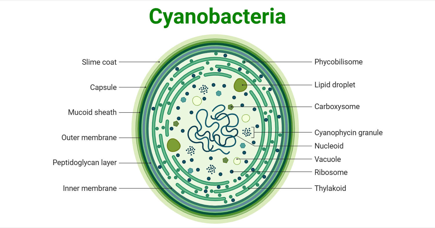 What is Cyanobacteria?