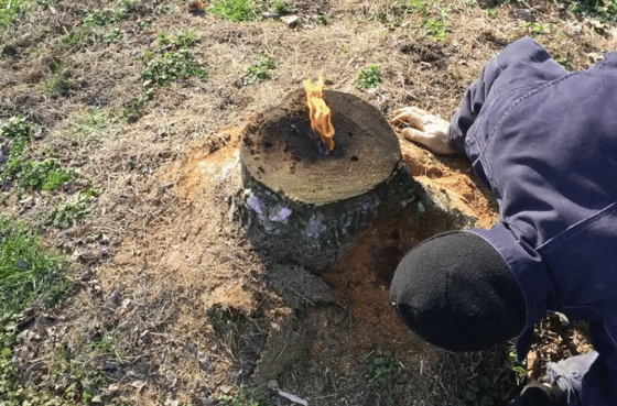 Replanting After Tree Removal: Is It Safe to Plant in the Same Spot?
