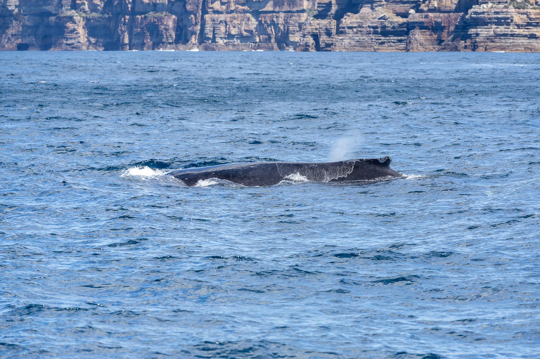 Whale Watching Tours Margaret River: Things To Consider When Planning Whale Watching