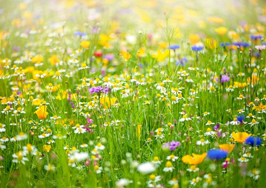 3 Easy Ways To Get Your Garden Summer Ready!