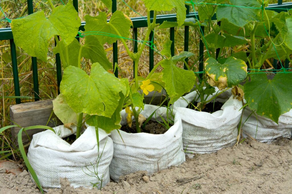 Planter Bags for Urban Gardening: A Greener Way to Grow