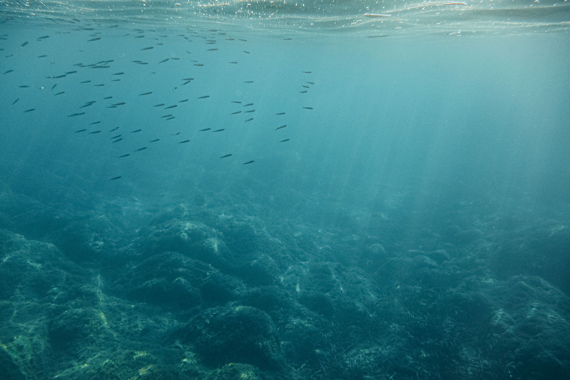 Nurturing Nature’s Bounty: A Deep Dive into Biodiversity Net Gain Companies