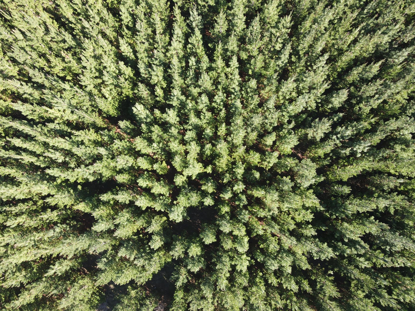 Top 5  Tips to Boost Sustainability With ESG Management