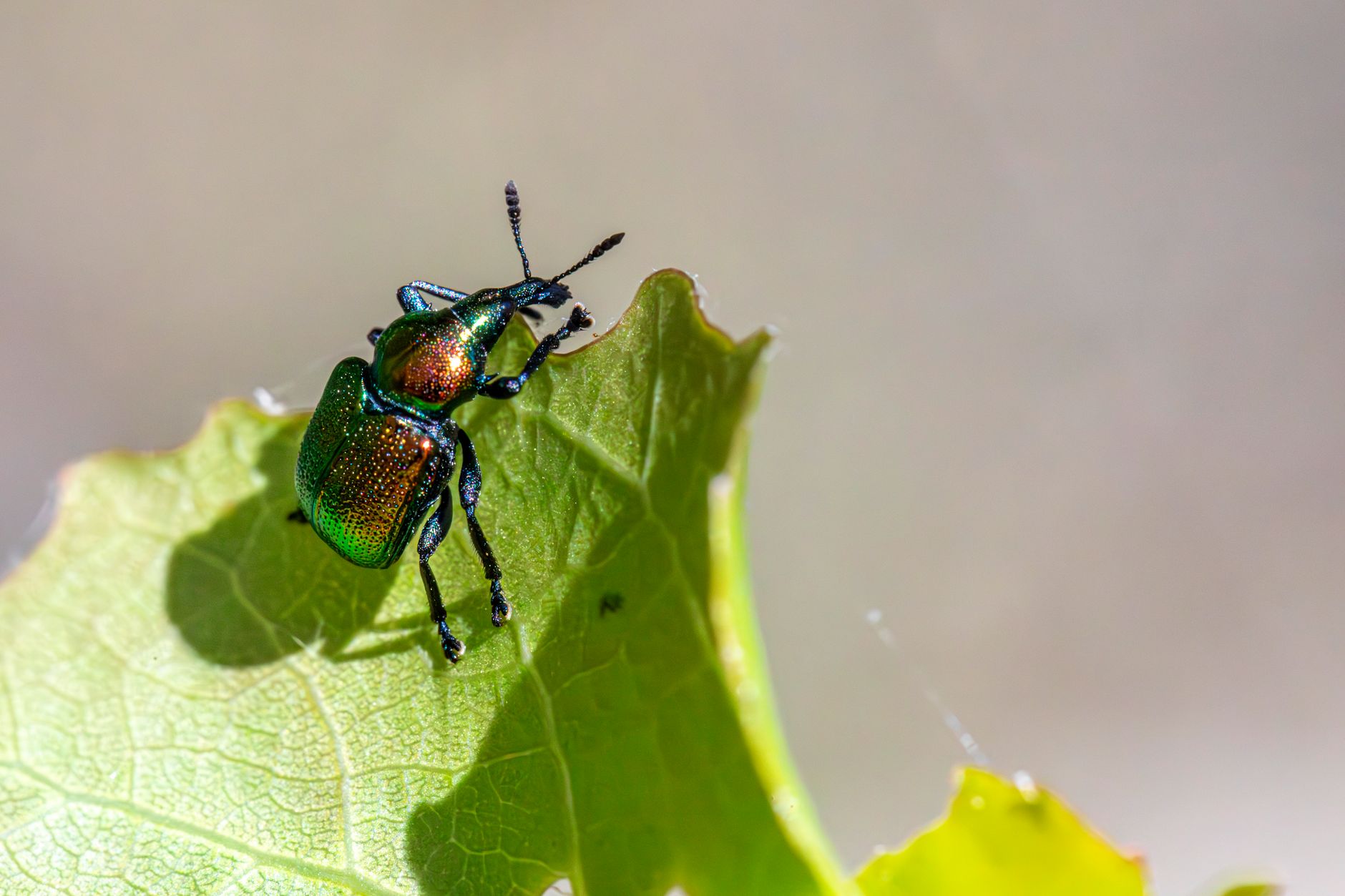 Some tips to get rid of pests