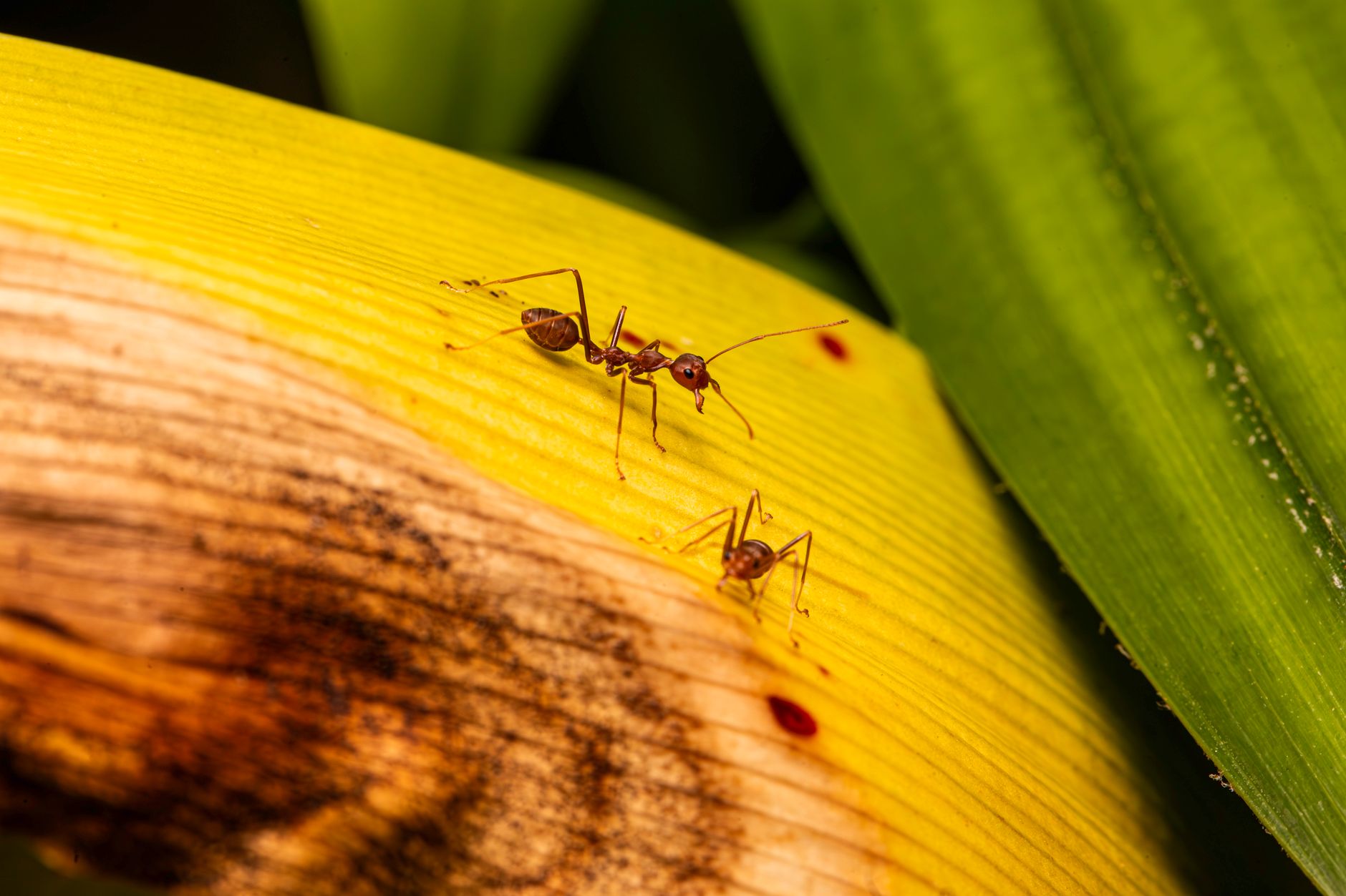 What to do if you are experiencing ant infestations?