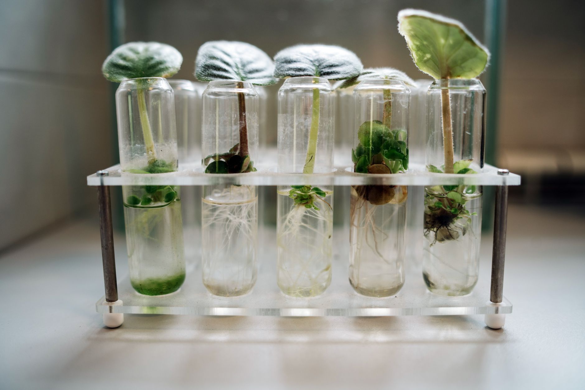 The Future of Bioengineering Innovations