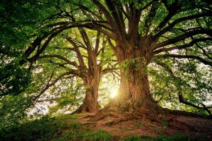 5 Legitimate Reasons to Cut a Tree Down
