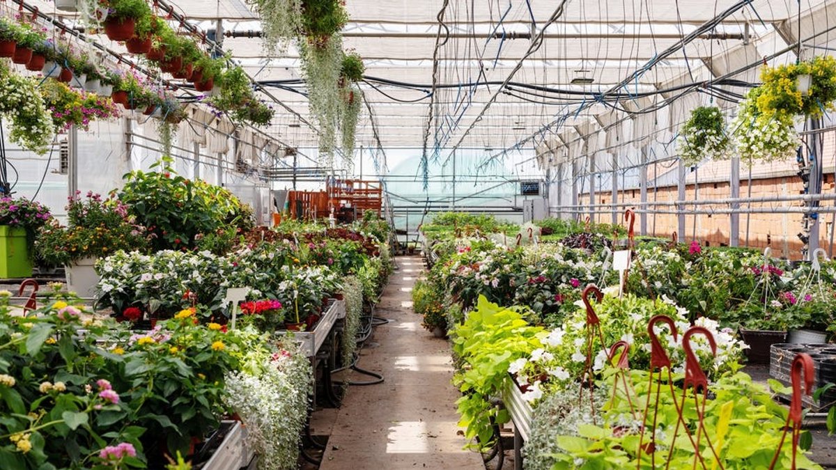 Gardening expert reveals garden center no-buys Gardening expert reveals garden center no-buys - garden center
