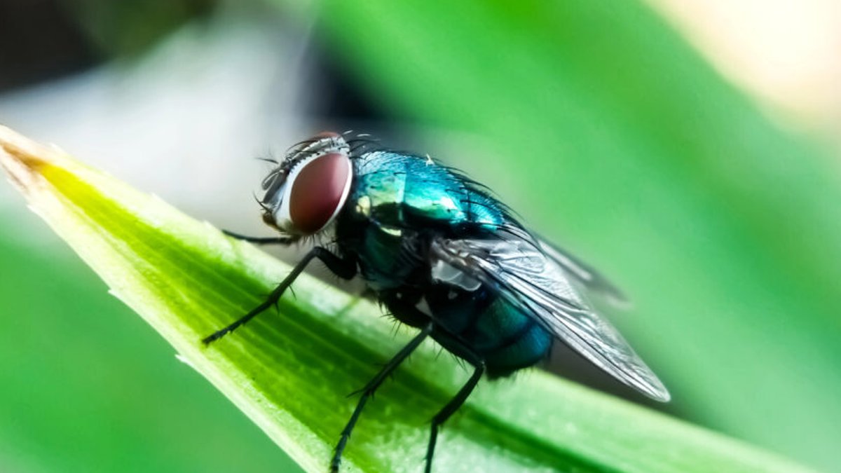 AVMA mobilizes resources to aid vets against screwworm - screwworm outbreak