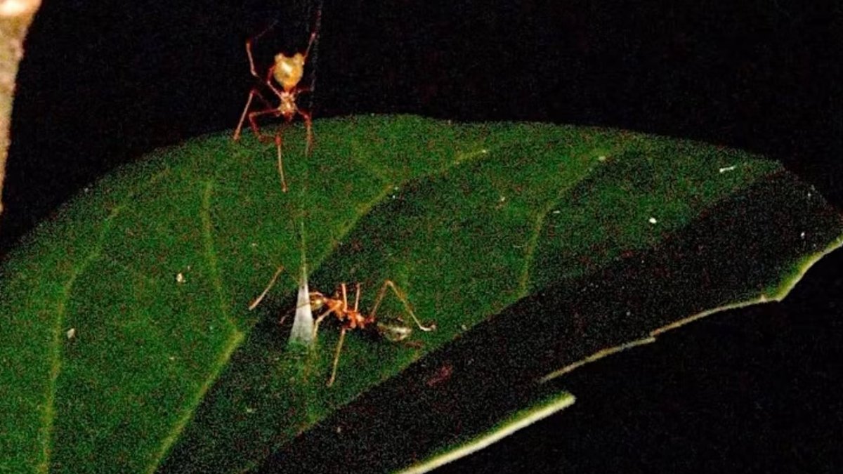 Spider Catapults Prey Into Ingenious Web Trap Spider Catapults Prey Into Ingenious Web Trap - ballista spider