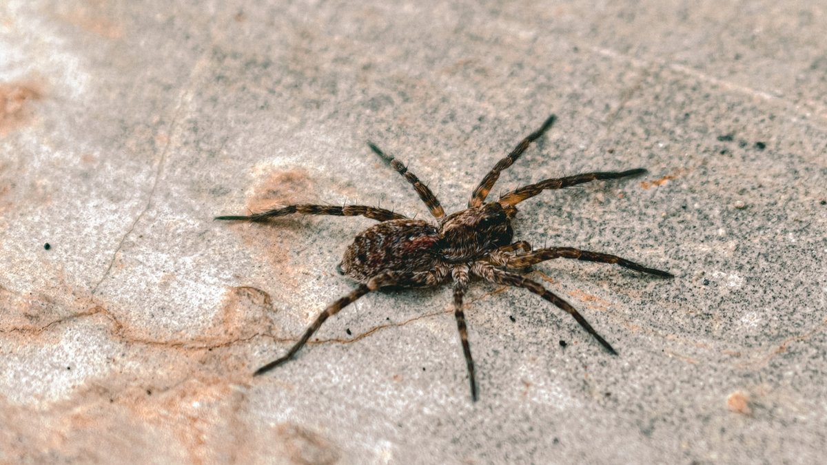 One scent keeps wolf spiders away One scent keeps wolf spiders away - wolf spiders