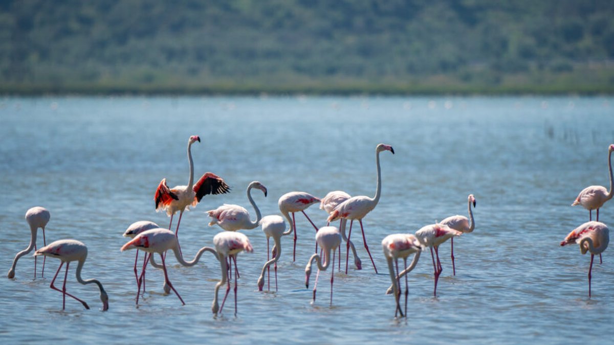 Flamingos Unaffected by Food Rewards - environmental indicators