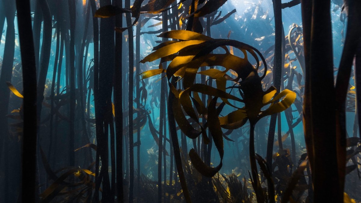 Australia battles to protect its underwater forests - great southern reef