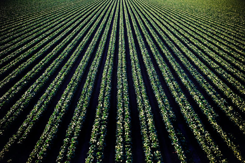 IA na Agricultura: A Revolução da Syngenta