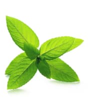 Essentria G Granules | Organic Insecticide | Free Shipping